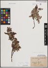 Foto von Salix foetida Schleich. ex DC. x Salix helvetica Vill.
